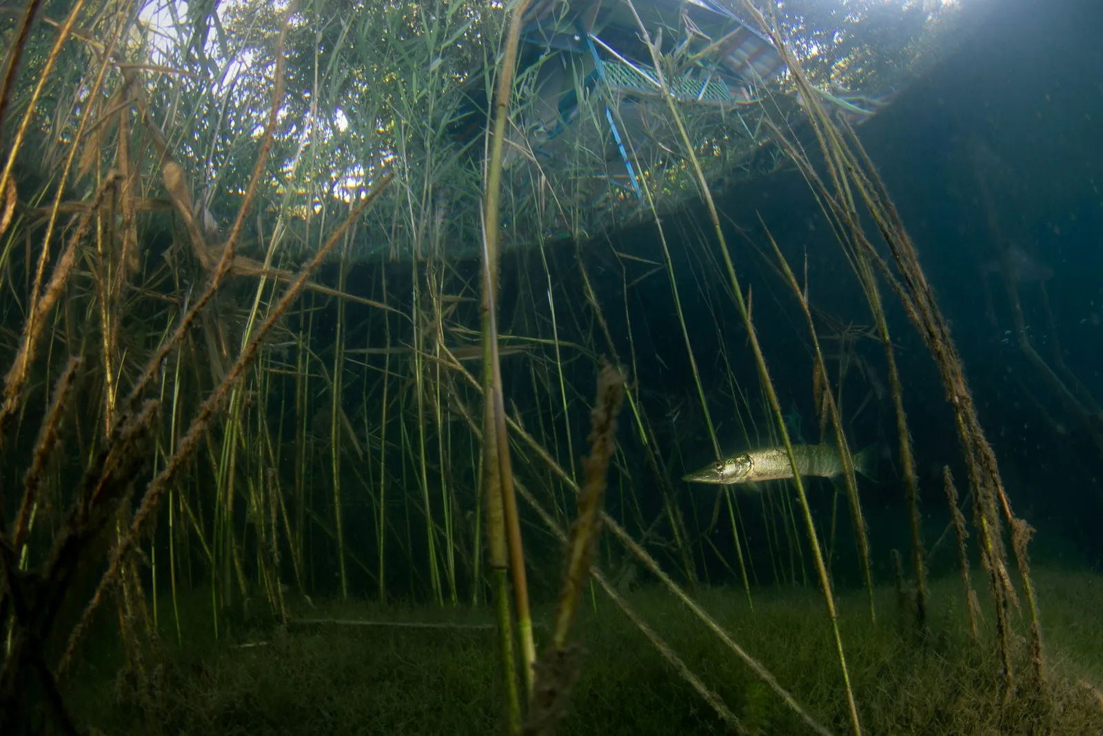 Hecht im Schilf unter Wasser