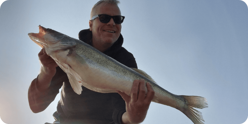 Gefangener Zander